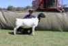1 X DORPER T5 PREGNANT EWE Blydschap Dorpers