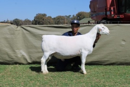 1 X WHITE DORPER T3 RAM Blydschap Dorpers