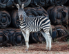 6 X SEBRA/ZEBRA (Per Piece to take the lot) - 4