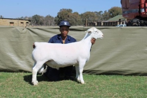 1 X WHITE DORPER T3 RAM Blydschap Dorpers