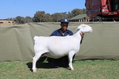 1 X WHITE DORPER T3 PREGNANT EWE Blydschap Dorpers