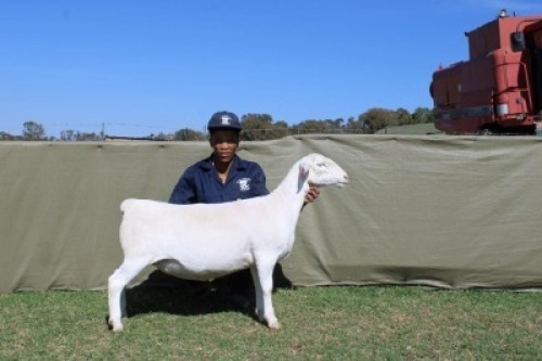 1 X WHITE DORPER T3 EWE Blydschap Dorpers