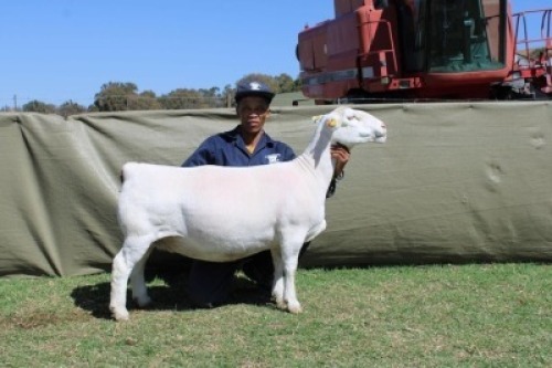 1 X WHITE DORPER T5 PREGNANT EWE Blydschap Dorpers