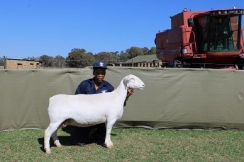 1 X WHITE DORPER T5 EWE Blydschap Dorpers