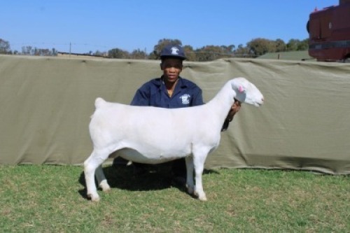 1+1 X WHITE DORPER T5 EWE Blydschap Dorpers