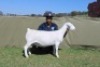1+1 X WHITE DORPER T5 EWE Blydschap Dorpers