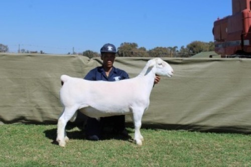 1 X WHITE DORPER T3 RAM Blydschap Dorpers