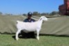 1 X WHITE DORPER T3 RAM Blydschap Dorpers
