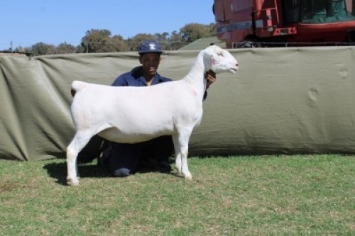 1 X WHITE DORPER T4 PREGNANT EWE Blydschap Dorpers