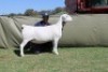 1 X WHITE DORPER T4 PREGNANT EWE Blydschap Dorpers