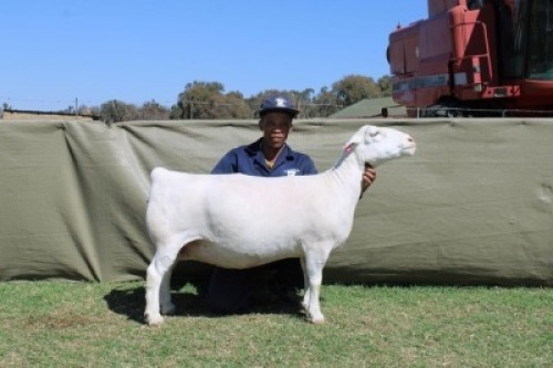 1 X WHITE DORPER T5 PREGNANT EWE Blydschap Dorpers