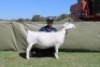 1 X WHITE DORPER T5 PREGNANT EWE Blydschap Dorpers