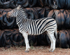 6 X SEBRA/ZEBRA (Per Piece to take the lot) - 5