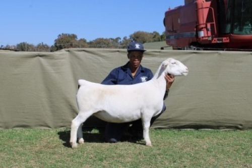 1 X WHITE DORPER T5 PREGNANT EWE Blydschap Dorpers