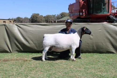 1+1 X WHITE DORPER T5 EWE Blydschap Dorpers