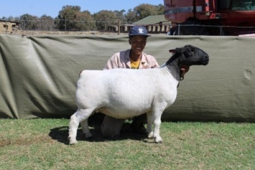 WITHDRAWN - 1 X WHITE DORPER EWE Blydschap Dorpers