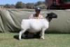 WITHDRAWN - 1 X WHITE DORPER EWE Blydschap Dorpers