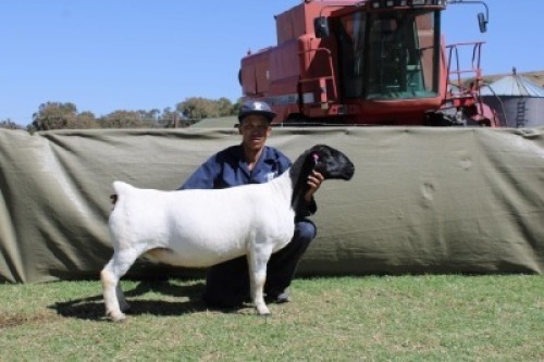 1 X DORPER T4 PREGNANT EWE Blydschap Dorpers