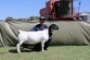 1 X DORPER T4 PREGNANT EWE Blydschap Dorpers