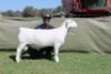 1 X WHITE DORPER T4 RAM Blydschap Dorpers