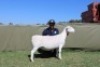 1+1 X WHITE DORPER T3 EWE Blydschap Dorpers