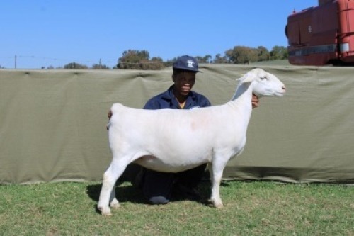 1 X WHITE DORPER T5 PREGNANT EWE Blydschap Dorpers