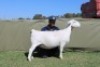 1 X WHITE DORPER T5 PREGNANT EWE Blydschap Dorpers