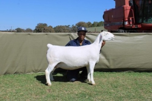 1+1 X WHITE DORPER T5 EWE Blydschap Dorpers