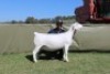 1+1 X WHITE DORPER T5 EWE Blydschap Dorpers