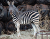 6 X SEBRA/ZEBRA (Per Piece to take the lot) - 6