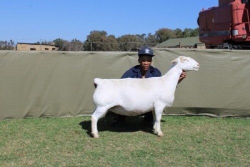 WITHDRAWN - 1 X WHITE DORPER EWE Blydschap Dorpers