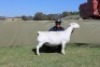 WITHDRAWN - 1 X WHITE DORPER EWE Blydschap Dorpers