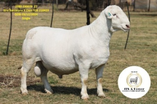 1 X WHITE DORPER T3 RAM It&rsquo;s a Dorper White Dorper Stud