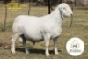 1 X WHITE DORPER T3 RAM It&rsquo;s a Dorper White Dorper Stud