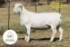 1 X WHITE DORPER T4 RAM It&rsquo;s a Dorper White Dorper Stud