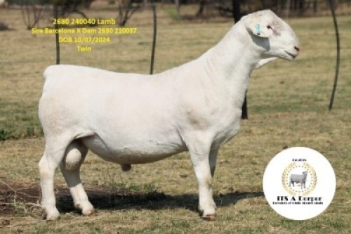 1 X WHITE DORPER T3 RAM It&rsquo;s a Dorper White Dorper Stud