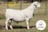 1 X WHITE DORPER T3 RAM It&rsquo;s a Dorper White Dorper Stud