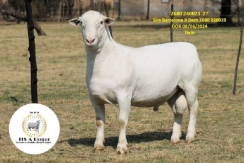 1 X WHITE DORPER T4 RAM It&rsquo;s a Dorper White Dorper Stud