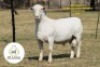 1 X WHITE DORPER T4 RAM It&rsquo;s a Dorper White Dorper Stud