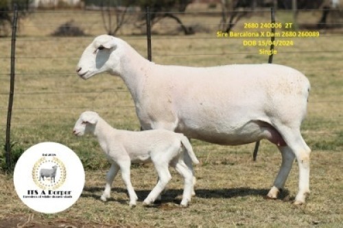 1+1 X WHITE DORPER T4 EWE It&rsquo;s a Dorper White Dorper Stud