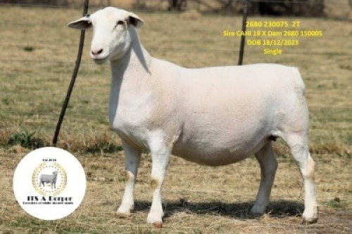 1 X WHITE DORPER T5 PREGNANT EWE It&rsquo;s a Dorper White Dorper Stud