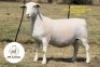 1 X WHITE DORPER T5 PREGNANT EWE It&rsquo;s a Dorper White Dorper Stud