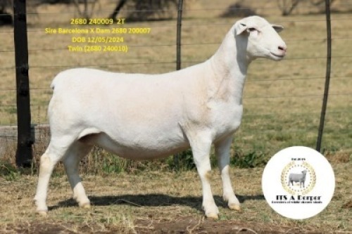 WITHDRAWN - 1 X WHITE DORPER PREGNANT EWE It&rsquo;s a Dorper White Dorper Stud