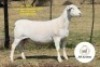 WITHDRAWN - 1 X WHITE DORPER PREGNANT EWE It&rsquo;s a Dorper White Dorper Stud