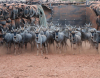 24 X BLOUWILDEBEES/BLUE WILDEBEEST (Per Piece to take the lot)