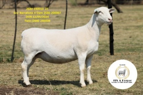 1 X WHITE DORPER T5 PREGNANT EWE It&rsquo;s a Dorper White Dorper Stud