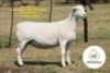 1 X WHITE DORPER T5 PREGNANT EWE It&rsquo;s a Dorper White Dorper Stud