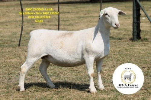 1 X WHITE DORPER T5 PREGNANT EWE It&rsquo;s a Dorper White Dorper Stud