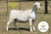 1 X WHITE DORPER T5 PREGNANT EWE It&rsquo;s a Dorper White Dorper Stud