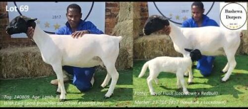 1+1 X DORPER T4 EWE Bashewa Dorpers